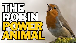 The Robin Power Animal