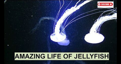 Amazing Jellyfish Life