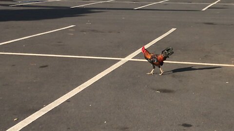 (Sound up!) Rooster in Target Parking Lot in Maui