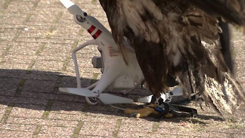 Eagle vs Drones