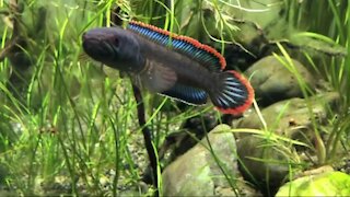 the beauty of ornamental fish