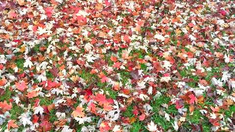 Why You Should Not Rake Those Fall Leaves