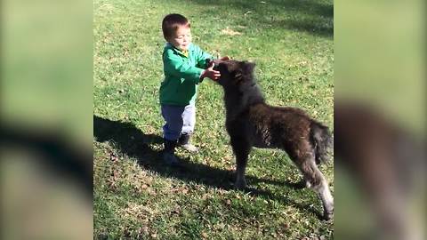 An Unusual Friendship Between A Toddler Boy And A Baby Donkey