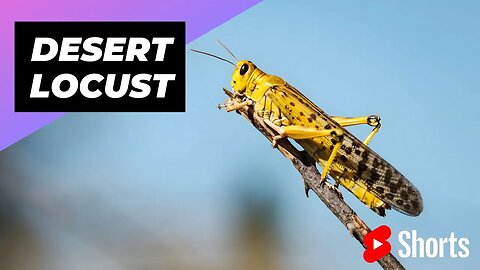 Desert Locust 🦗 One Of The Most Dangerous Insects In The World #shorts