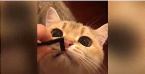 This Kitty Is So Hungry & Cute Animal Videos
