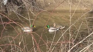 Adorable Ducks In The Wild