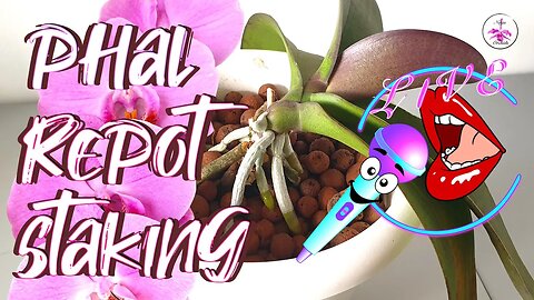 🎤Oldest Phalaenopsis in Orchid Collection Repot incl. Staking Semi Hydro Tips & Fun #ninjaorchids