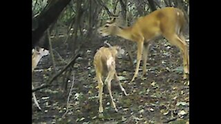 Fawns are amazed by this buck!