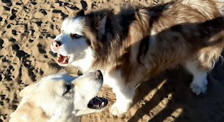 When huskies bring up politics at the dog park.