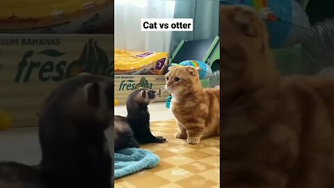 cat 🐈 vs otter 🦦 #catsoftiktok #catlover