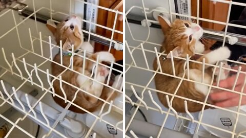 Naughty Kitten Gets Head Stuck In The Dishwasher