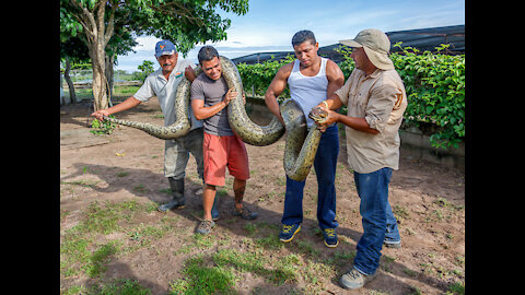 200 feet long Anaconda