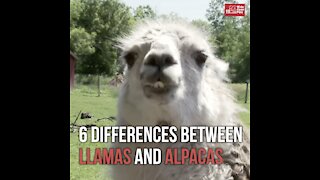 What's the Difference Between a Llama and an Alpaca?