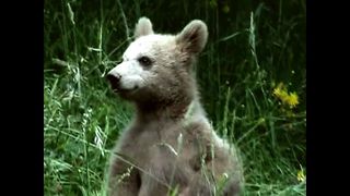 Bear Cub Lives With Family