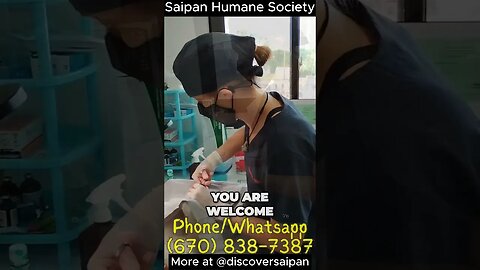 Compassionate Vet Saves Animal Lives on Saipan! Introducing Whitney Collins