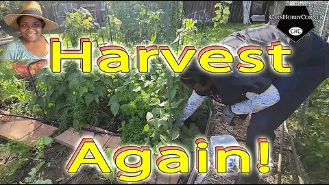 #harvest Day Again In The #garden ! - #catshobbycorner