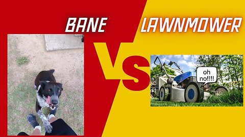 Bane the dog fights the lawnmower