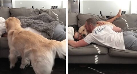 French Dog Wants to Cuddle in Bed With Owner❤