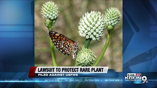 Groups sue Trump administration over failure to protect endangered plant