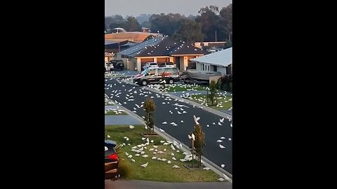 Cockatoo Street Parade