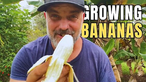 Bananas About Growing Bananas