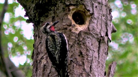 Baby woodpeckers demand food from their hard-working dad