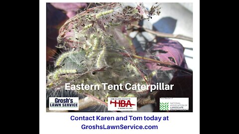 Eastern Tent Caterpillar Falling Waters WV Tree Care
