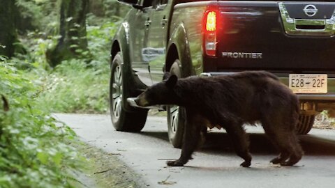 A Bear Was Found Roaming Loose In Montreal & Here's What's Happening To It Now