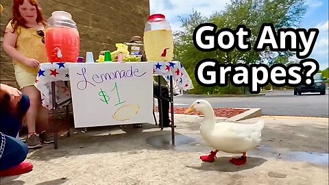 I took my duck to a Lemonade Stand 🍇🦆