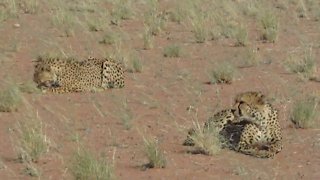 Beautiful rescued Cheetahs