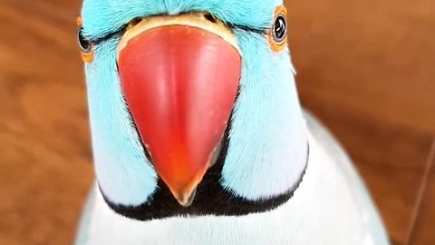 Funny parrot plays adorable game of peek-a-boo