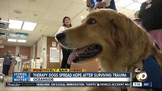Therapy dogs bring comfort after surviving their own traumas