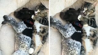 Precious Kitten Lovingly Gives Kisses To Puppy Best Friend