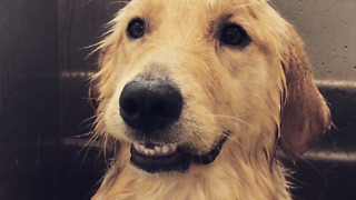 Puppy protests bath with priceless facial expression