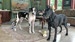 Great Danes Have Fun Playing Catch With Squeaky Howler Ball