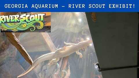 The Georgia Aquarium: RiverScout Exhibit!