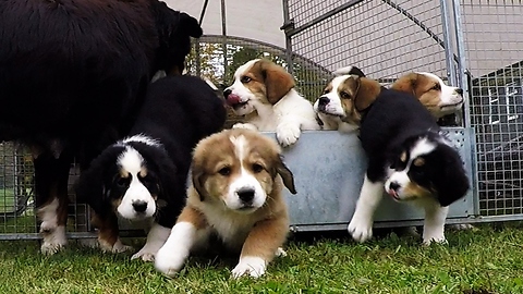 Young love results in 9 adorable fluffy puppies