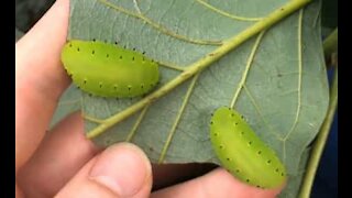 Translucent insects eat avocado tree leaves