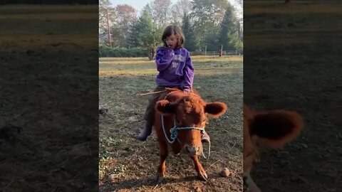 Irish Dexter Family Milk Cows: Living her best life!