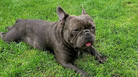 French bulldog washed up and now relaxing