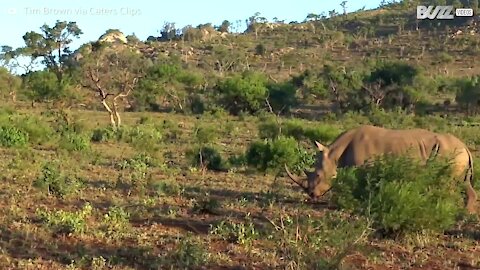 Leão ataca filhote de rinoceronte