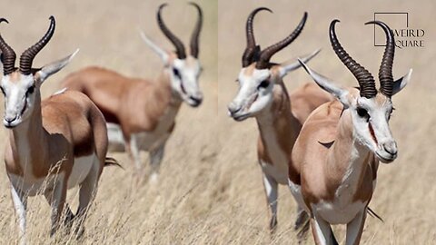 Interesting facts about springbok by weird square