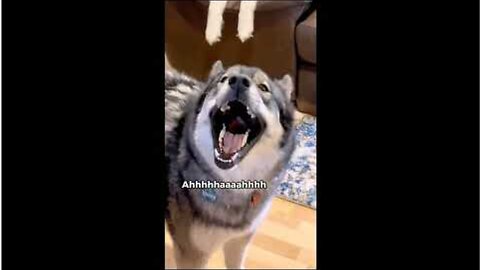 Funny Cats And Dogs Video 2023| Funny Cat Funny Dog Videos| Animal Videos Stop laughing if you dare😂