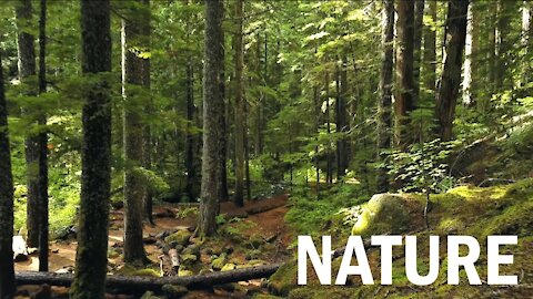 Relaxing Nature Stock Footage with Nature Sounds - Royalty-Free Stock Footage