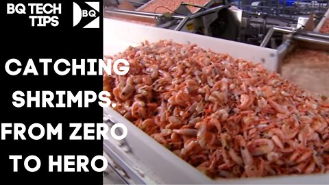 HOW TO TURN CATCHING SHRIMPS BUSINESS INTO SUCCESS