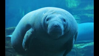 Manatee swimming