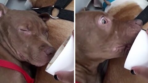 Sleeping pit bull instantly wakes up to specific smell