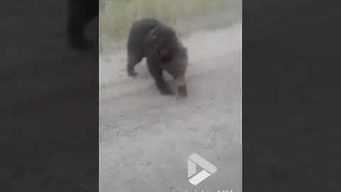 Man Feeds Wild Bear With Sugar Cubes