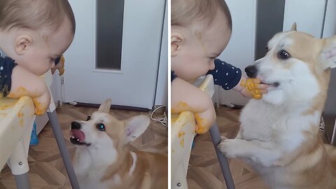 Corgi To The Rescue: Adorable Pup Helps Baby Get Clean