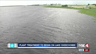 Florida Fish and Wildlife to treat Lake O